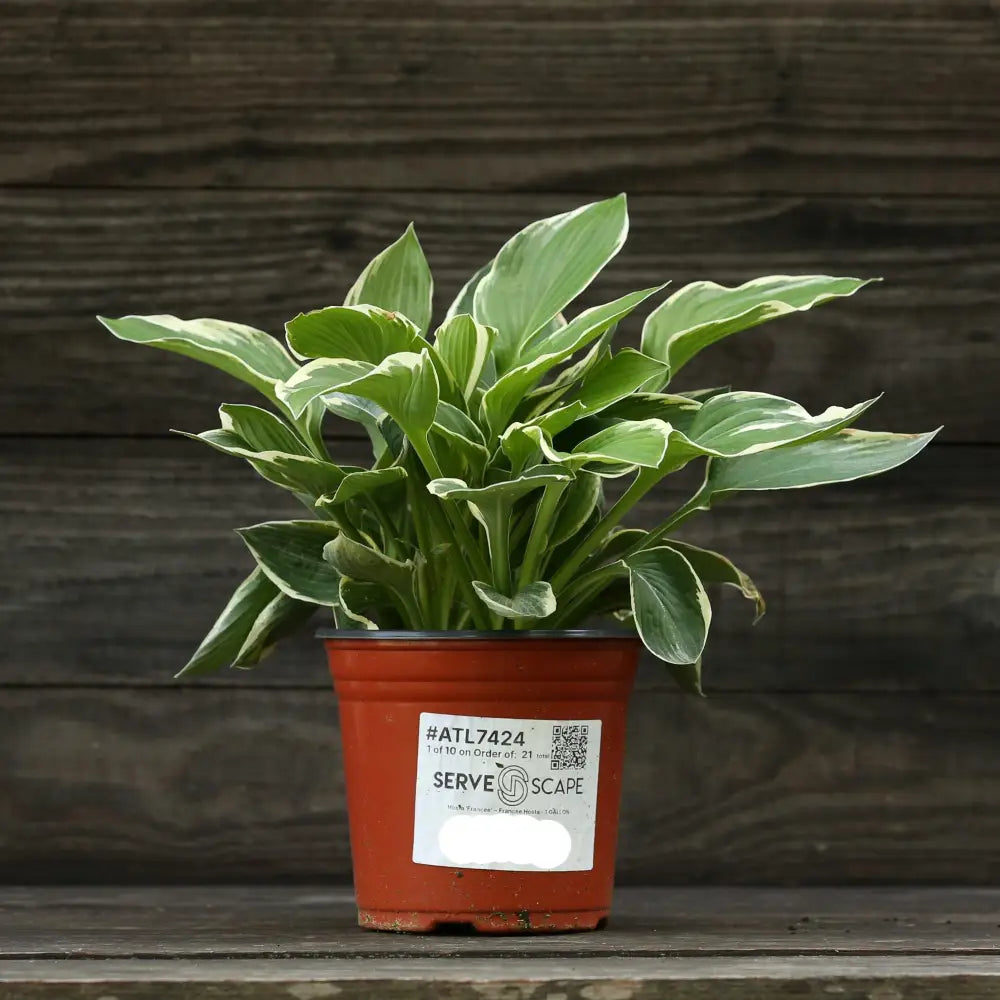Francee Hosta Perennial