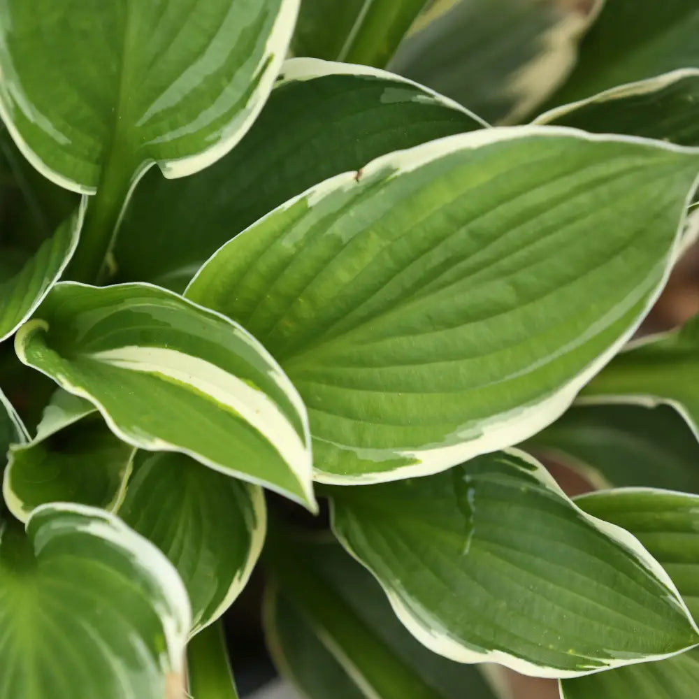 Francee Hosta Perennial