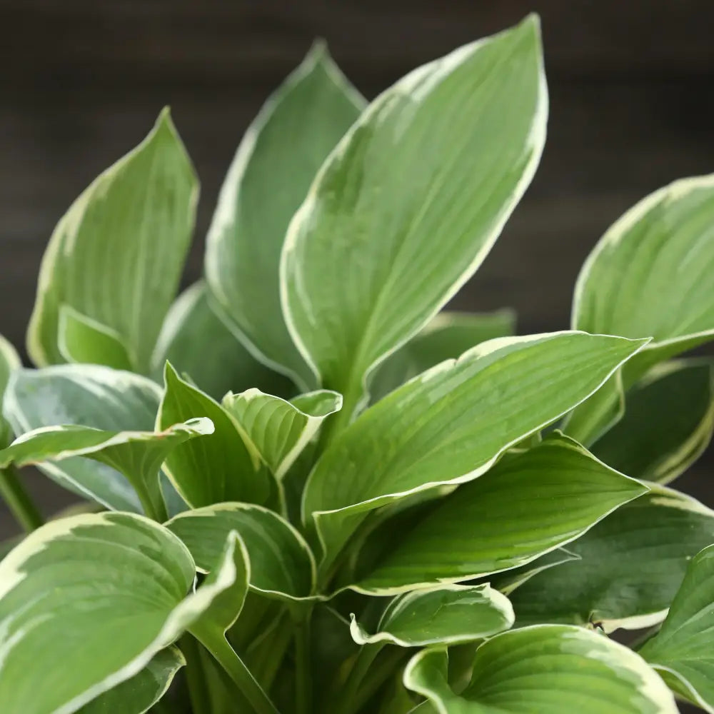Francee Hosta Perennial