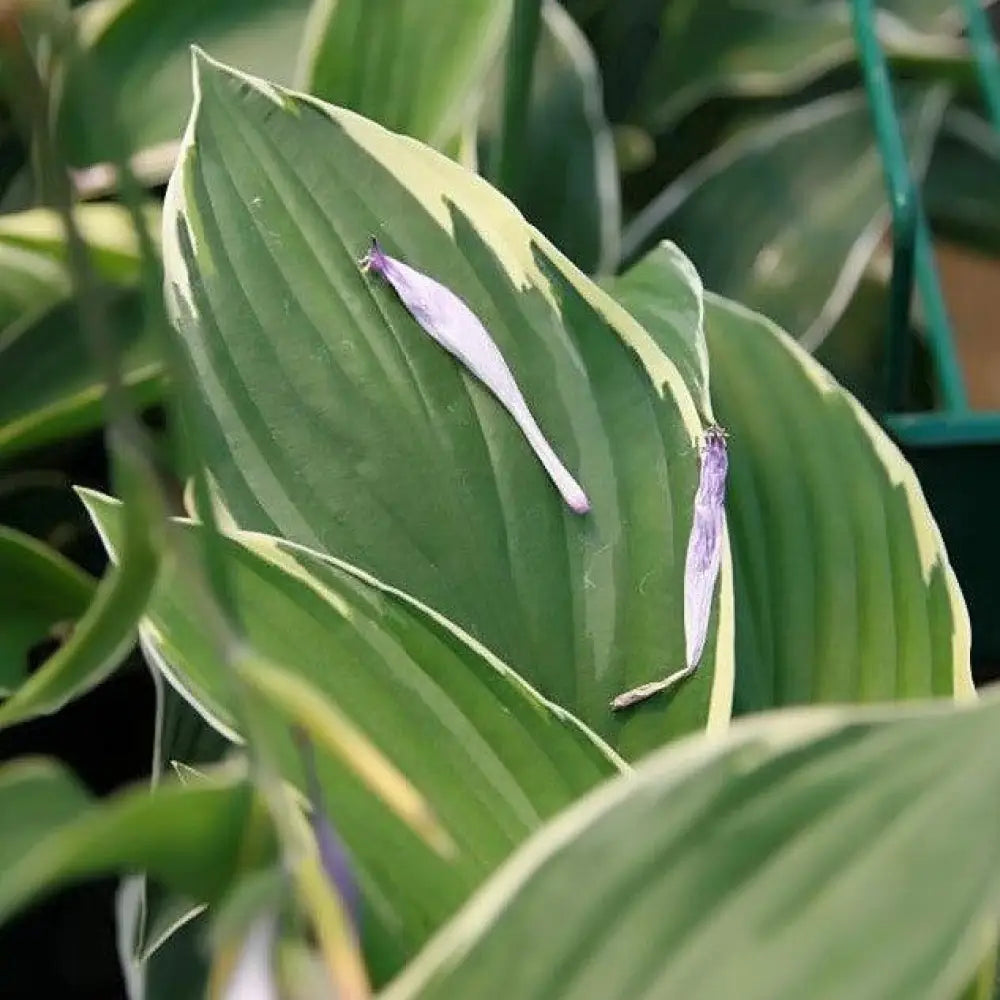 Francee Hosta Perennial