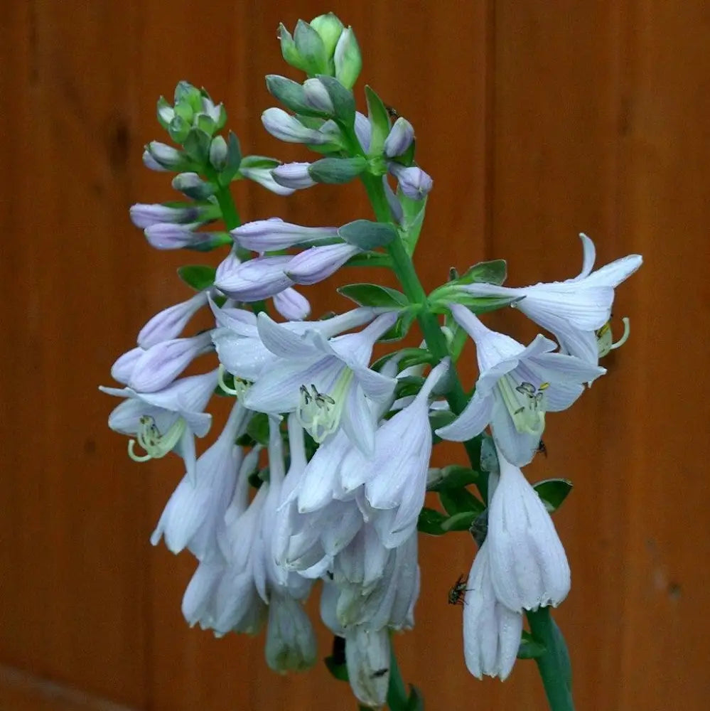 Frances Williams Hosta 1 GALLON Perennial