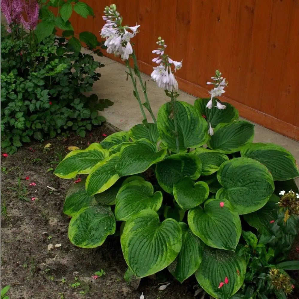 Frances Williams Hosta 1 GALLON Perennial