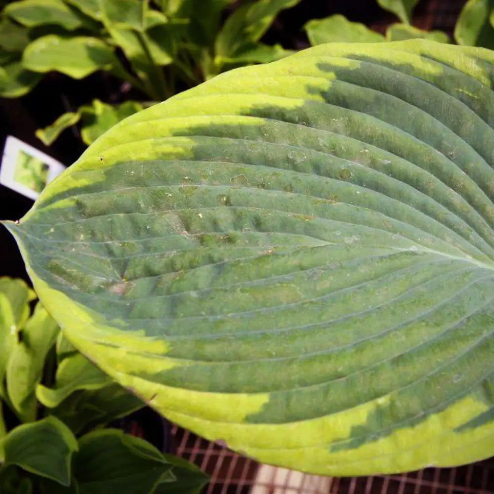 Frances Williams Hosta 1 GALLON Perennial