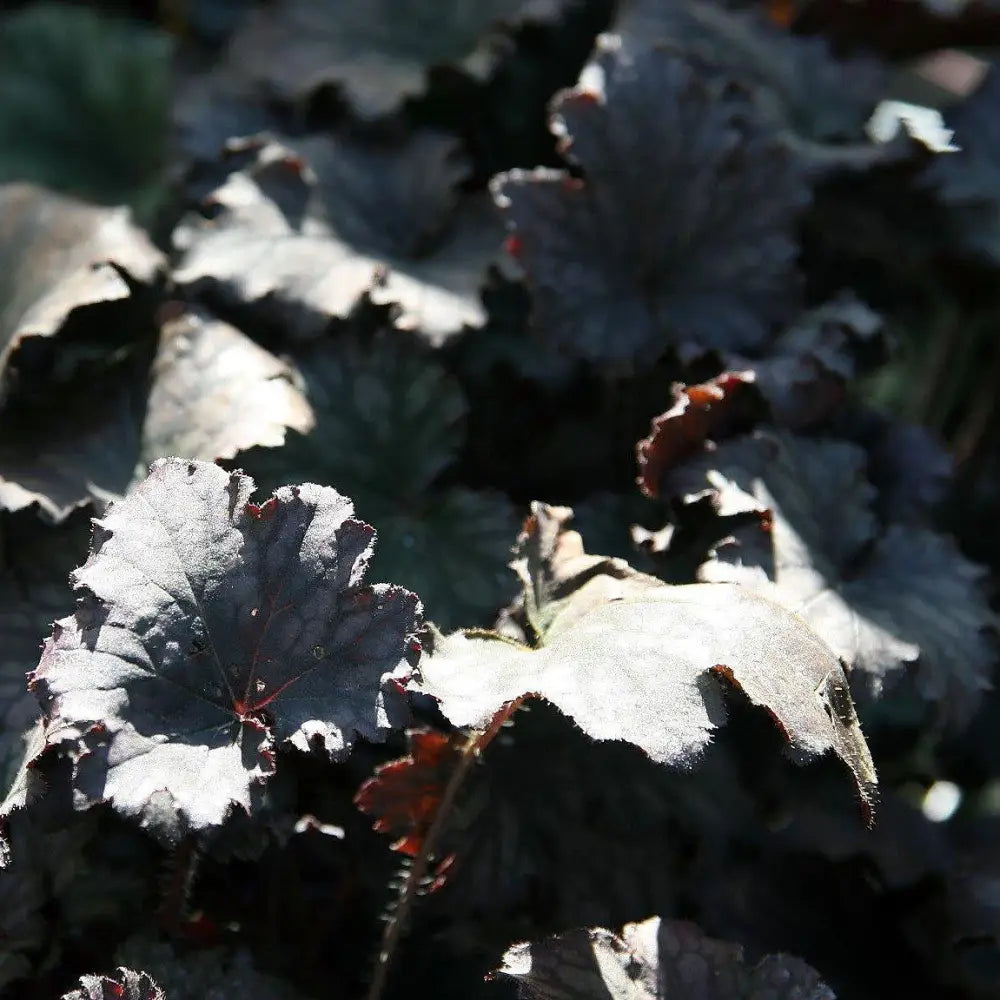 Frosted Violet Coral Bells 1 GALLON Perennial
