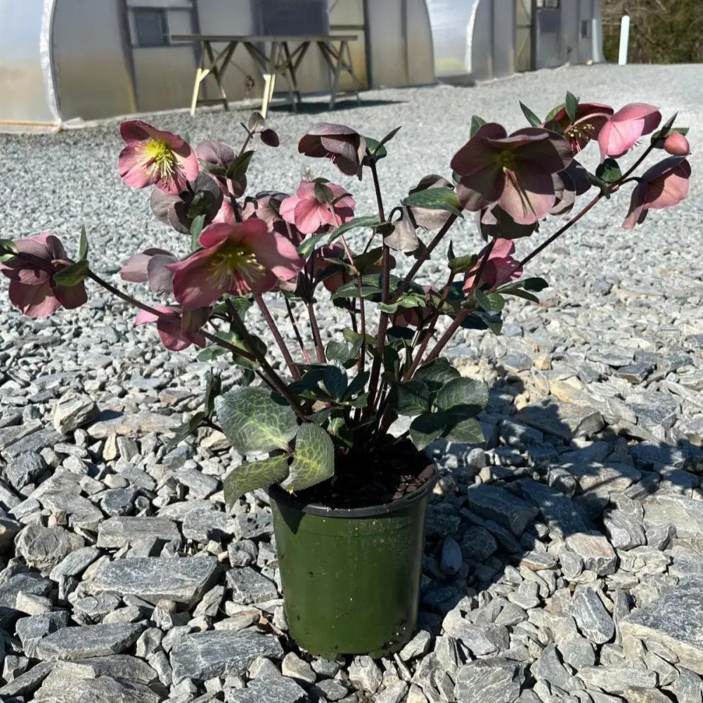 FrostKiss™ Penny’s Pink® Lenten Rose Perennial