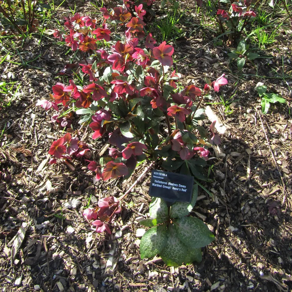 Frostkiss® Anna’s Red Lenten Rose Perennial