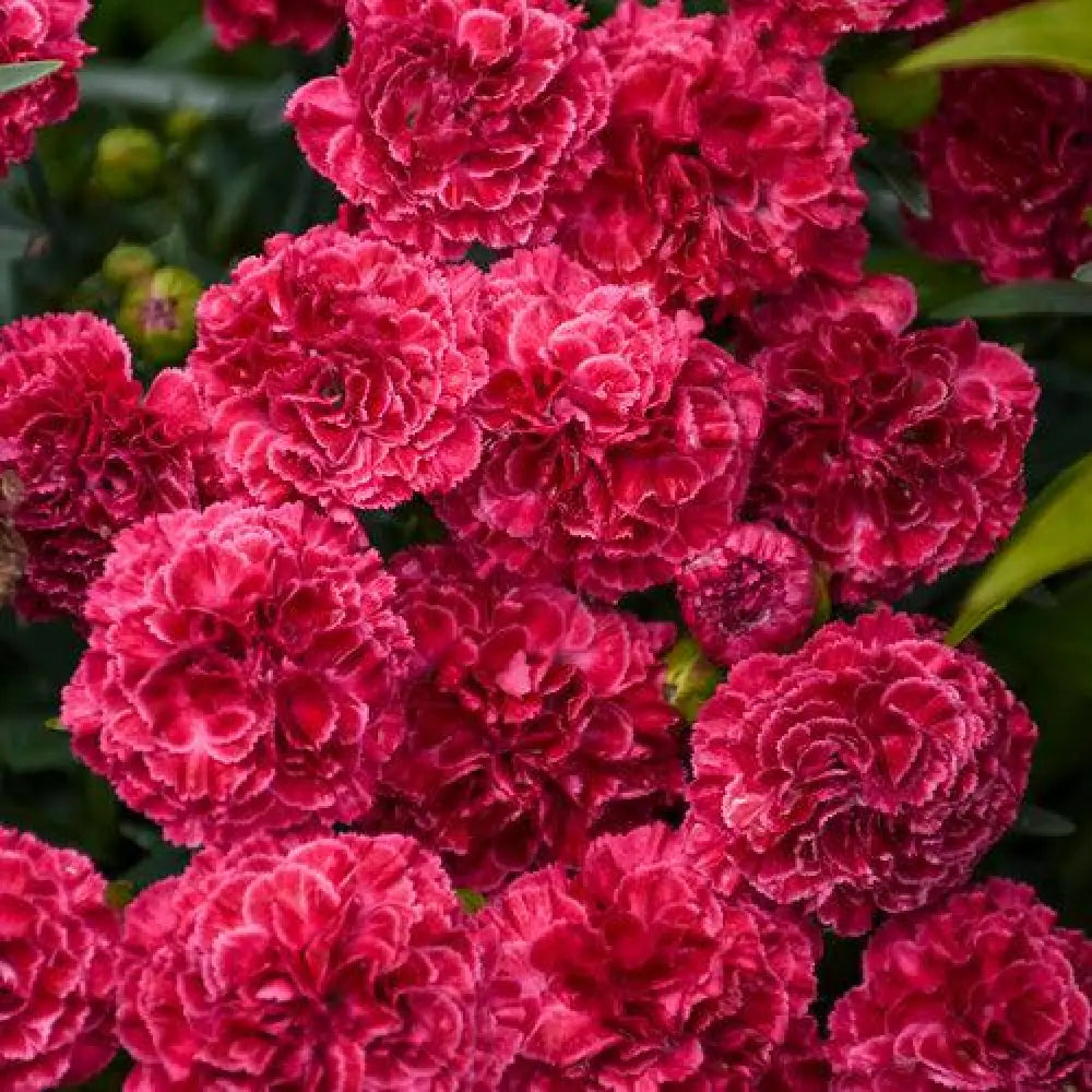 Fruit Punch® Raspberry Ruffles Dianthus 1 GALLON Perennial