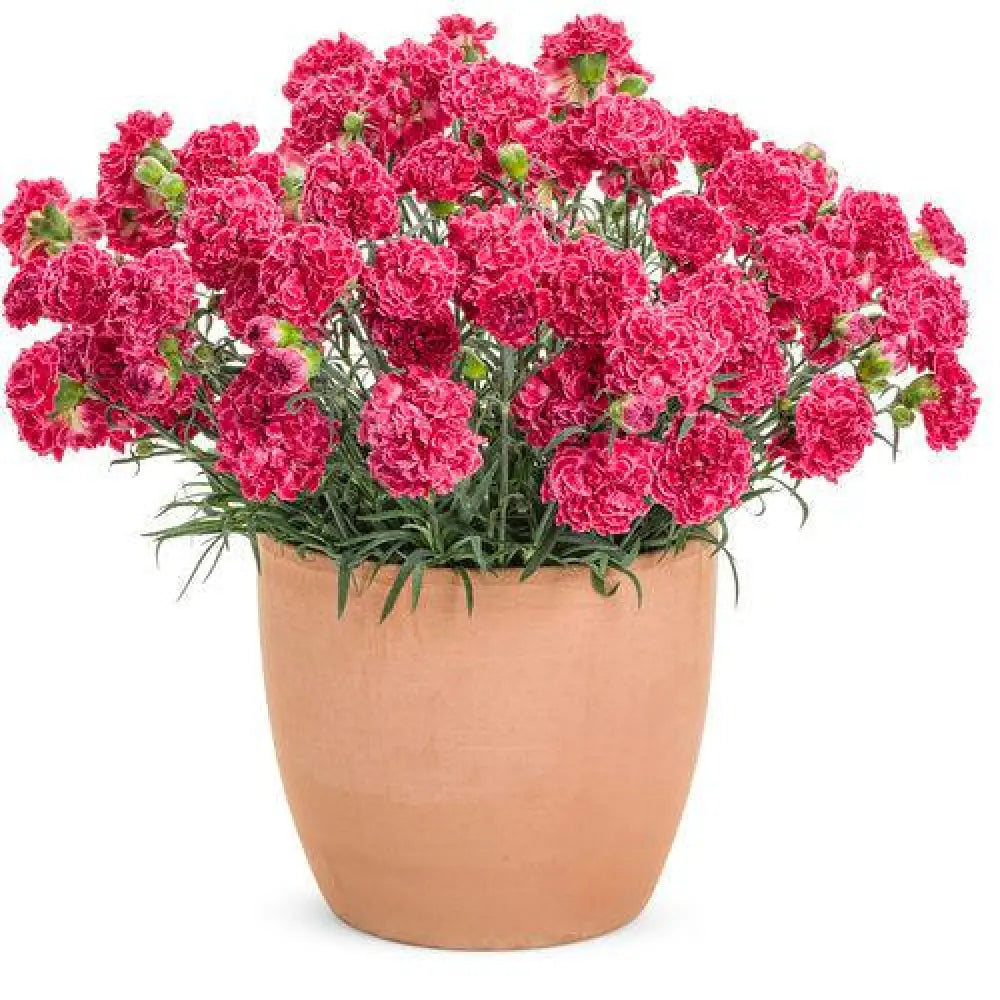 Fruit Punch® Raspberry Ruffles Dianthus 1 GALLON Perennial