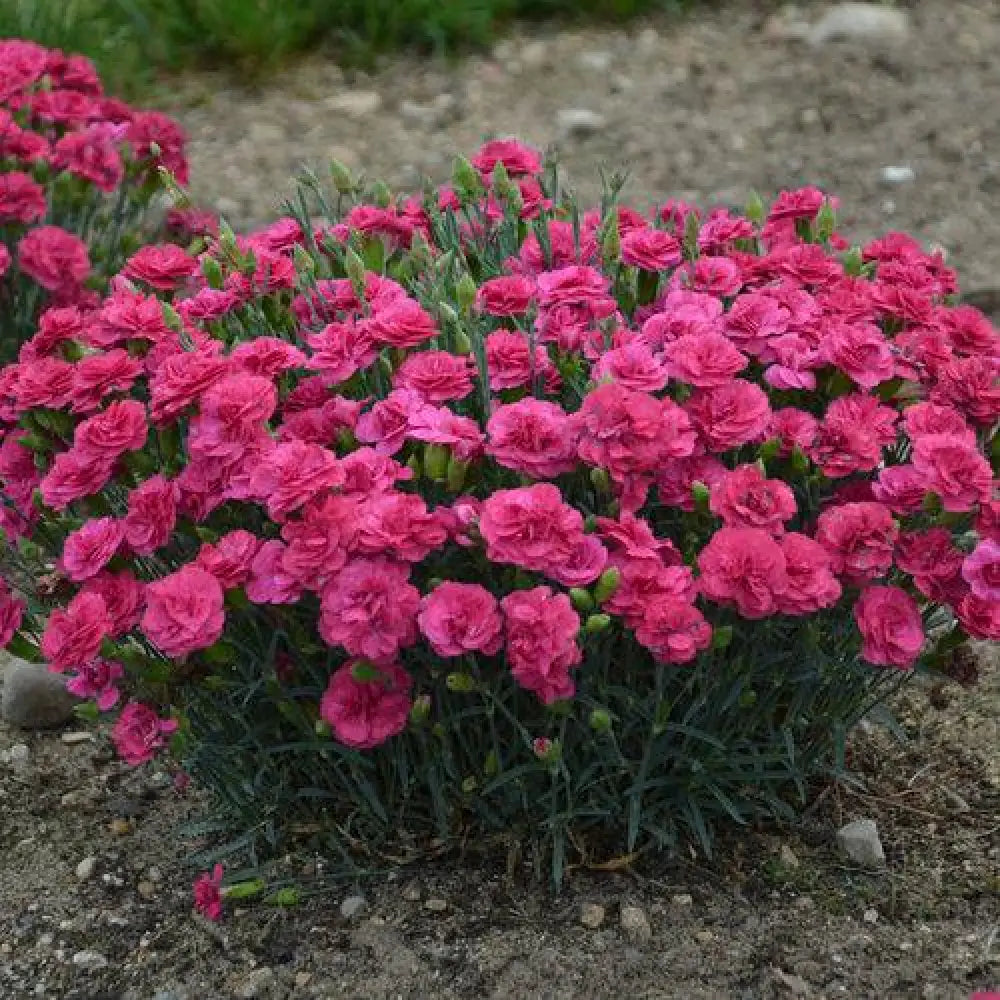 Fruit Punch® Raspberry Ruffles Dianthus 1 GALLON Perennial