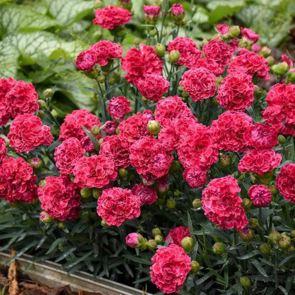 Fruit Punch® Raspberry Ruffles Dianthus 1 GALLON Perennial