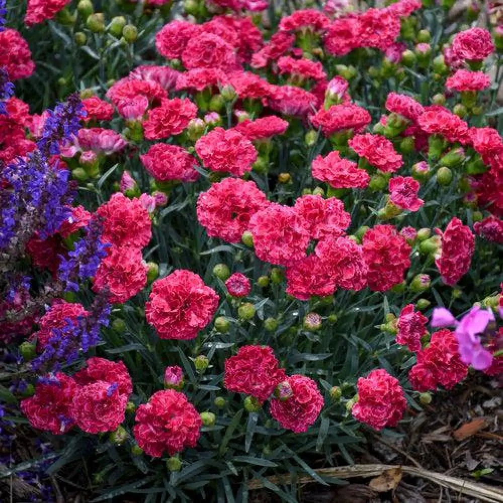 Fruit Punch® Raspberry Ruffles Dianthus 1 GALLON Perennial