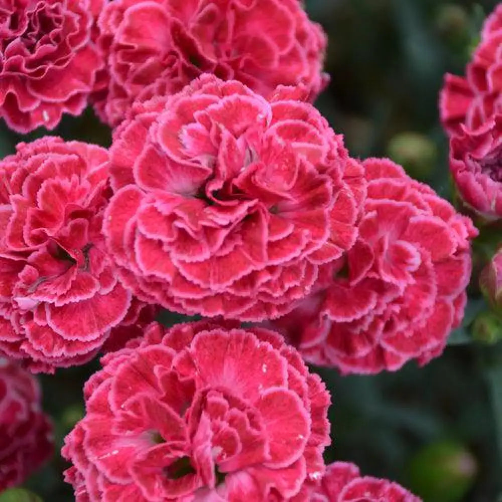 Fruit Punch® Raspberry Ruffles Dianthus 1 GALLON Perennial