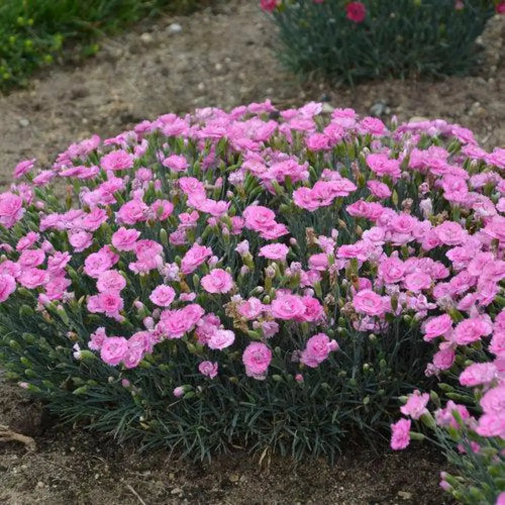 Fruit Punch® Sweetie Pie Dianthus 1 GALLON Perennial