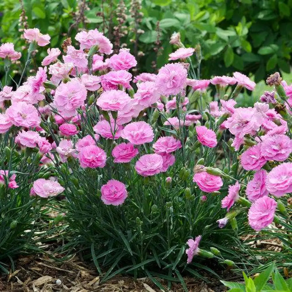 Fruit Punch® Sweetie Pie Dianthus 1 GALLON Perennial