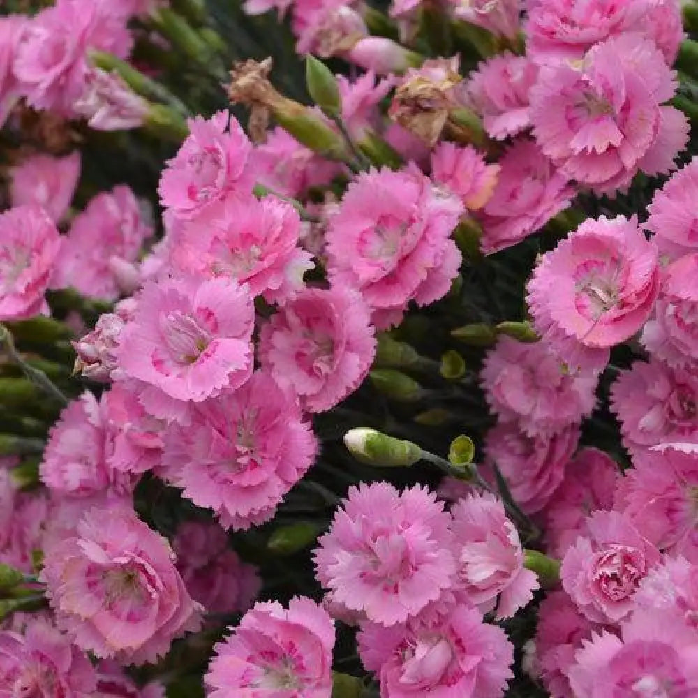 Fruit Punch® Sweetie Pie Dianthus 1 GALLON Perennial