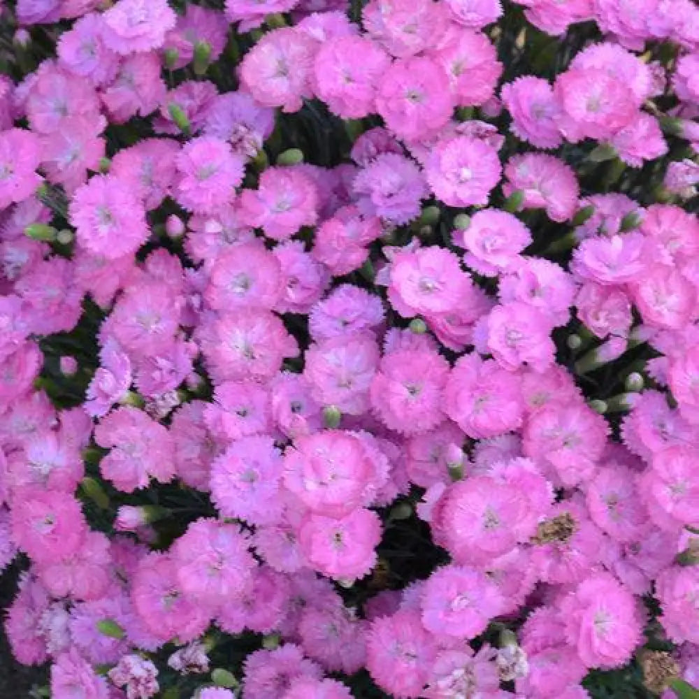 Fruit Punch® Sweetie Pie Dianthus 1 GALLON Perennial