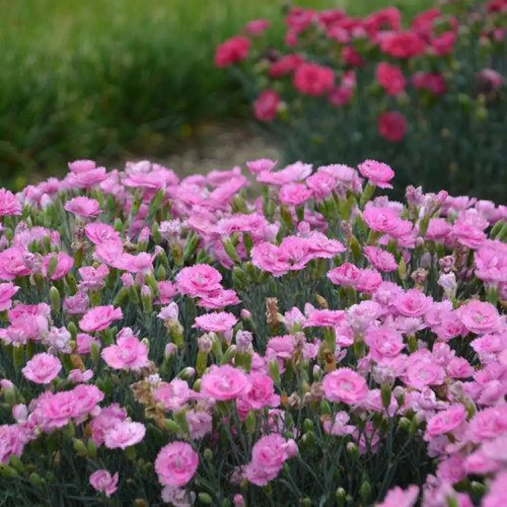 Fruit Punch® Sweetie Pie Dianthus 1 GALLON Perennial