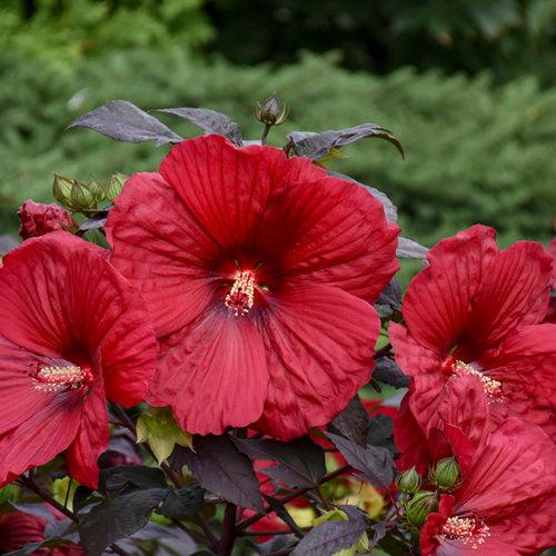 Summerific® Holy Grail Hibiscus