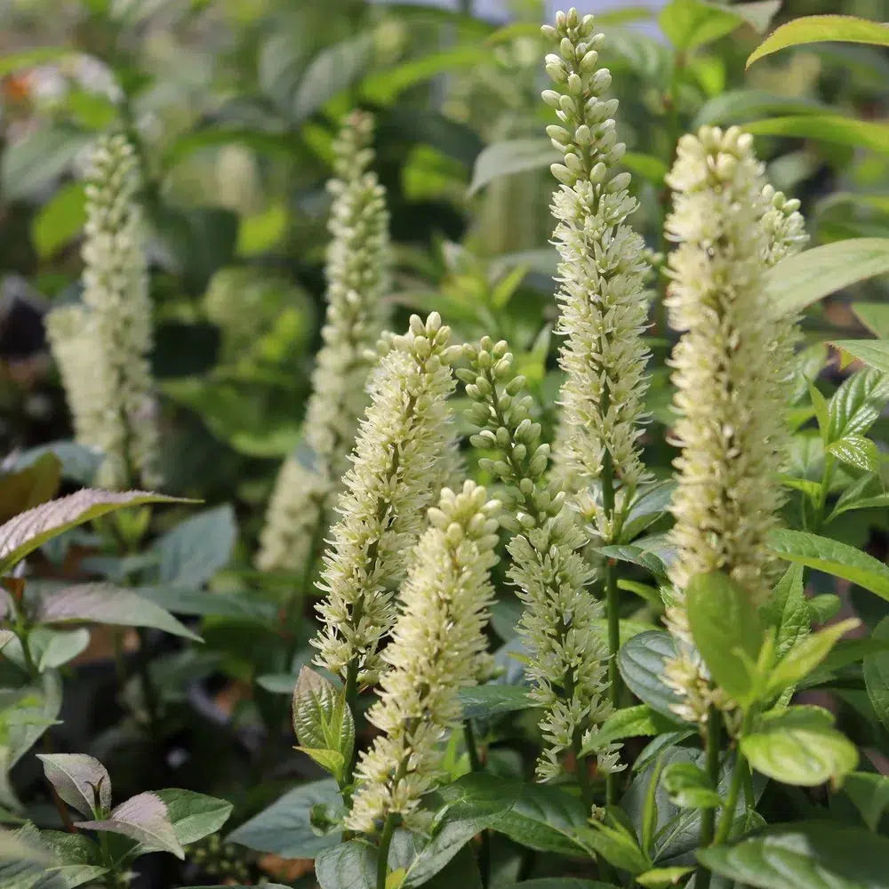 Itea virginica 'SMNIVMM' PP33549 - PW® Fizzy Mizzy® Sweetspire