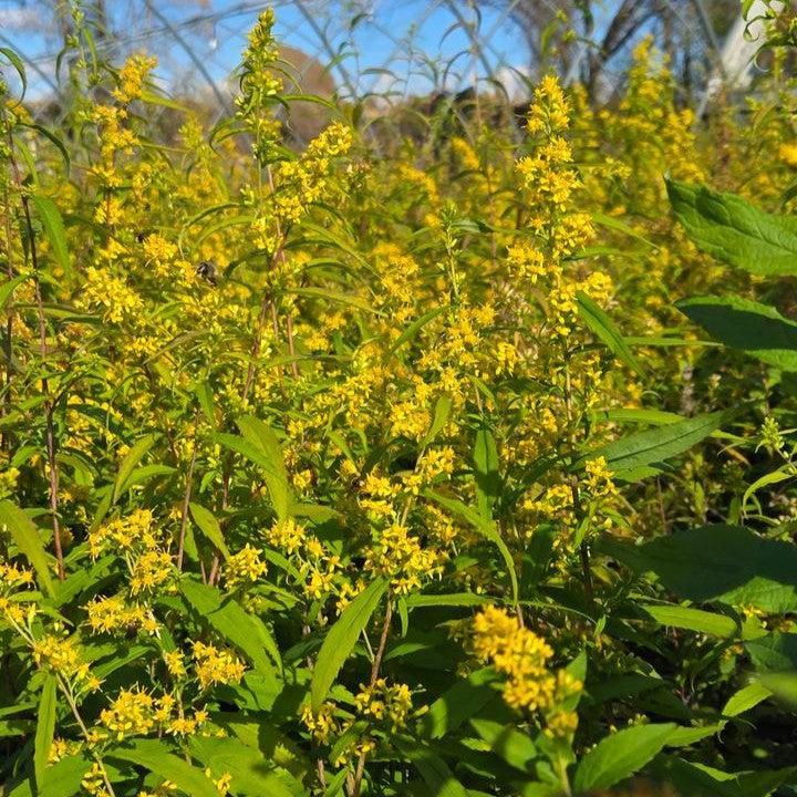 Solidago rugosa - Rough Goldenrod
