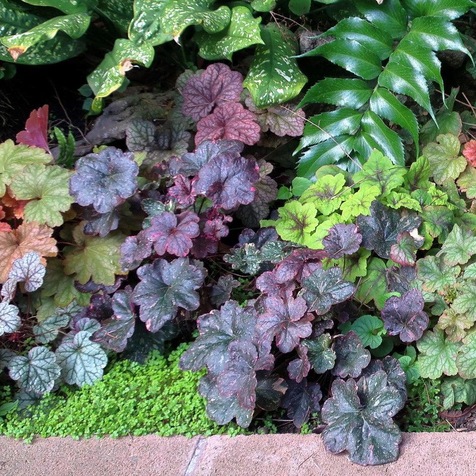 Heuchera x 'Midnight Rose' - Midnight Rose Coral Bells