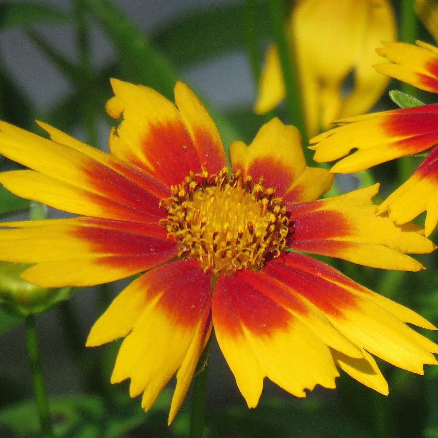 Coreopsis x 'Daybreak' - Lil' Bang™ Daybreak Tickseed