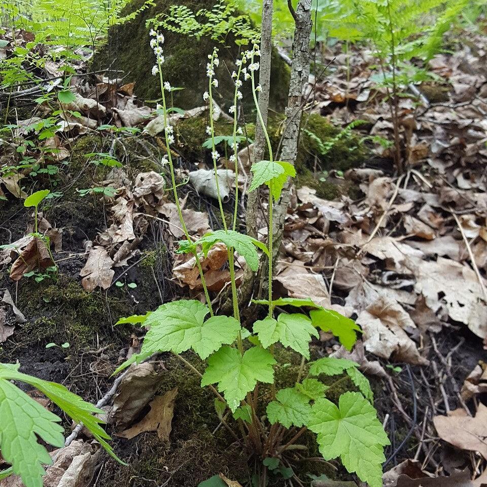 Mitella diphylla - Brewer's Cap