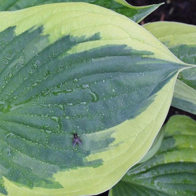 Hosta 'Earth Angel' - Earth Angel Hosta