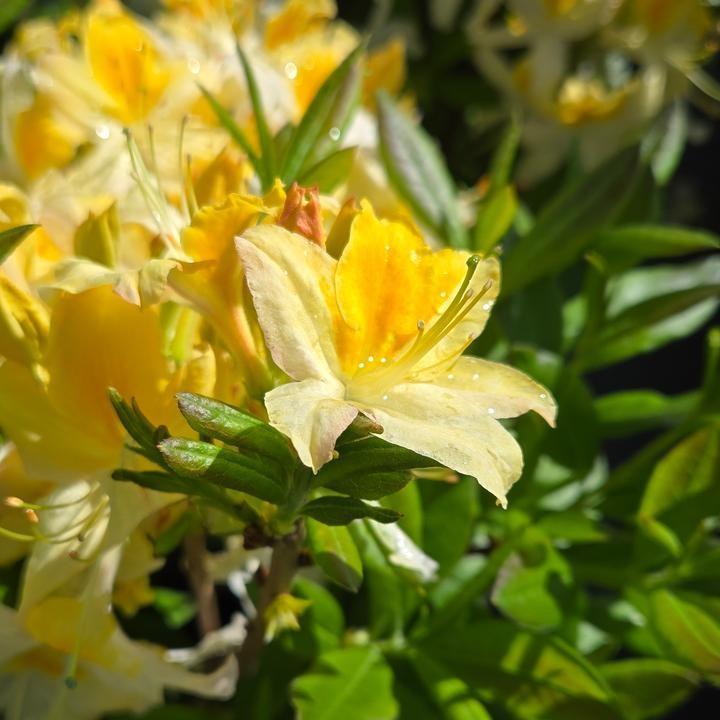 Rhododendron 'Northern Hi-Lights' - Northern Hi-Lights Azalea