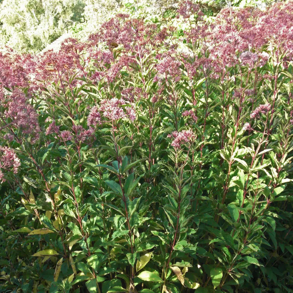 Gateway Joe Pye Weed 2 GALLON Perennial