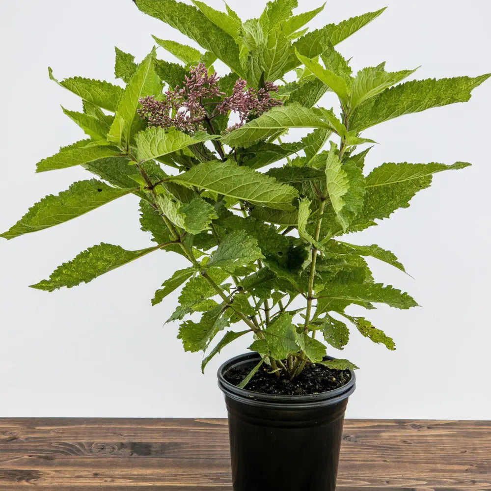 Gateway Joe Pye Weed 2 GALLON Perennial
