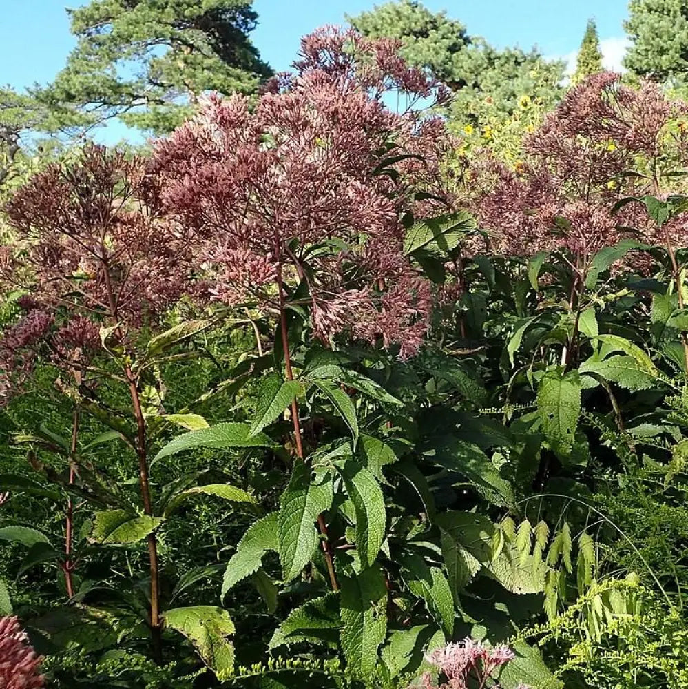 Gateway Joe Pye Weed 2 GALLON Perennial