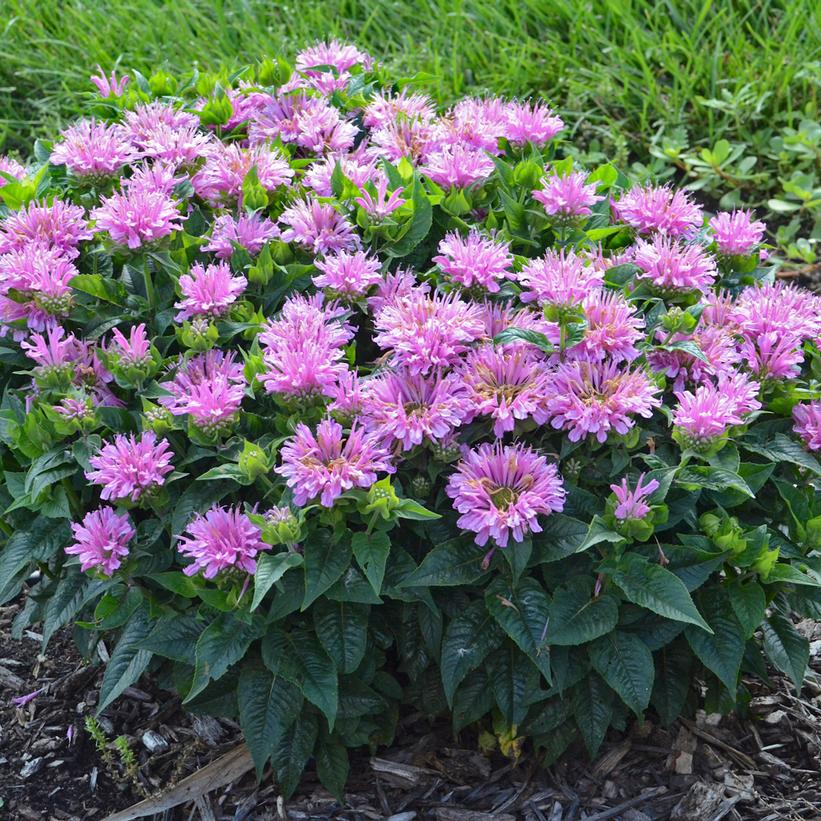 Monarda didyma 'Pardon My Lavender' - Pardon My Lavender