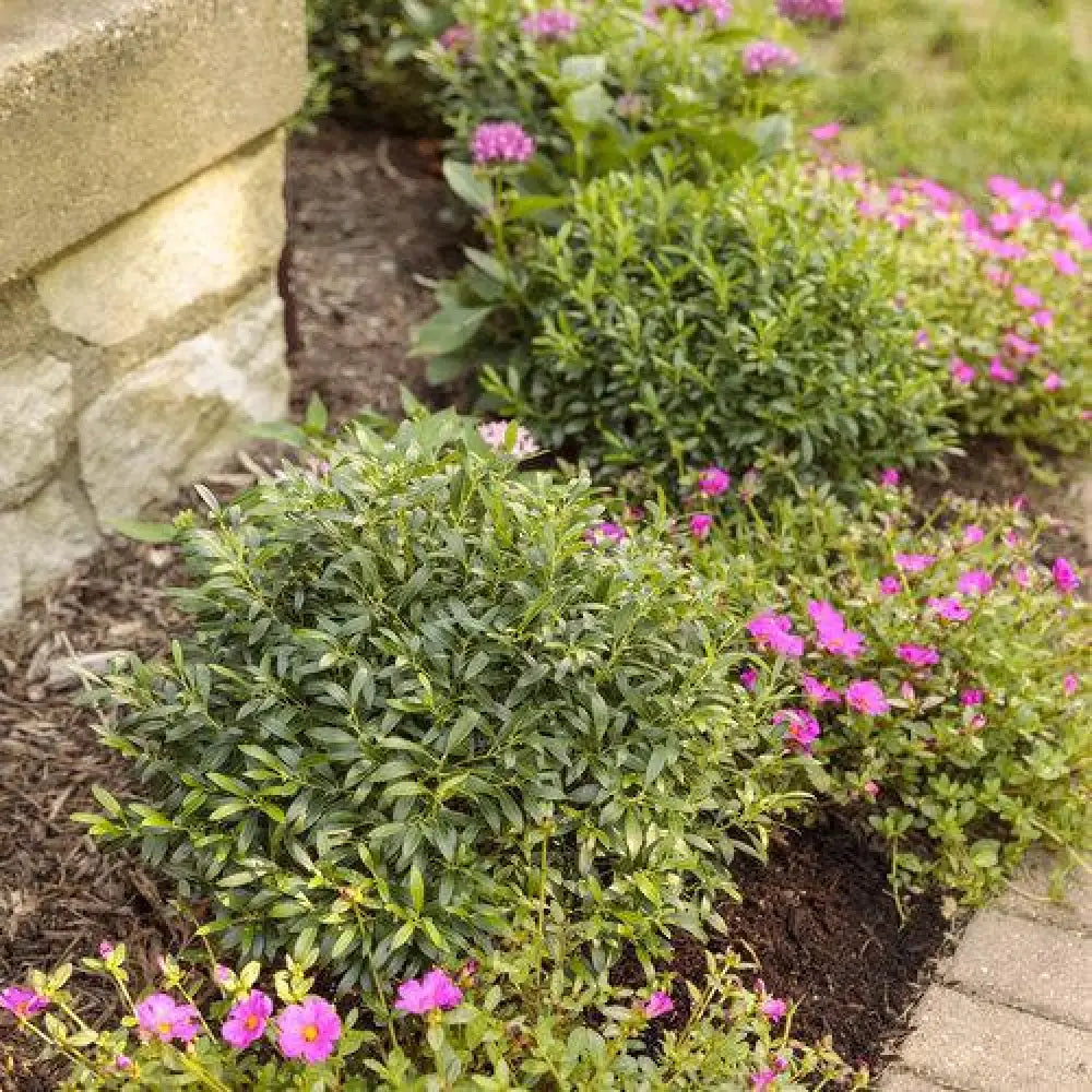 Gem Box® Inkberry Holly Shrub