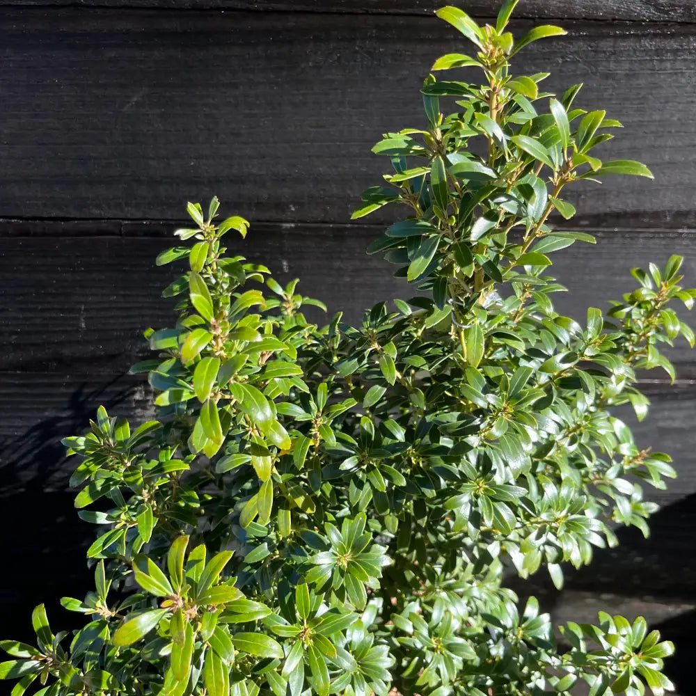 Gem Box® Inkberry Holly Shrub
