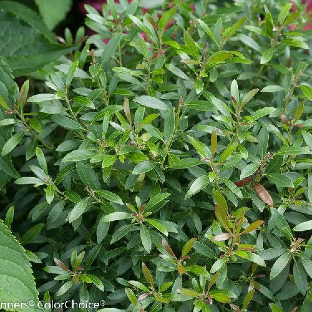Gem Box® Inkberry Holly Shrub