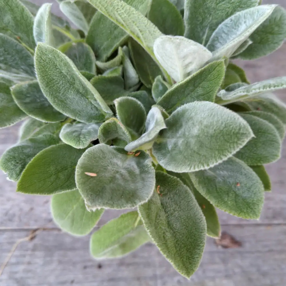 Giant Lamb’s Ear 1 GALLON Perennial
