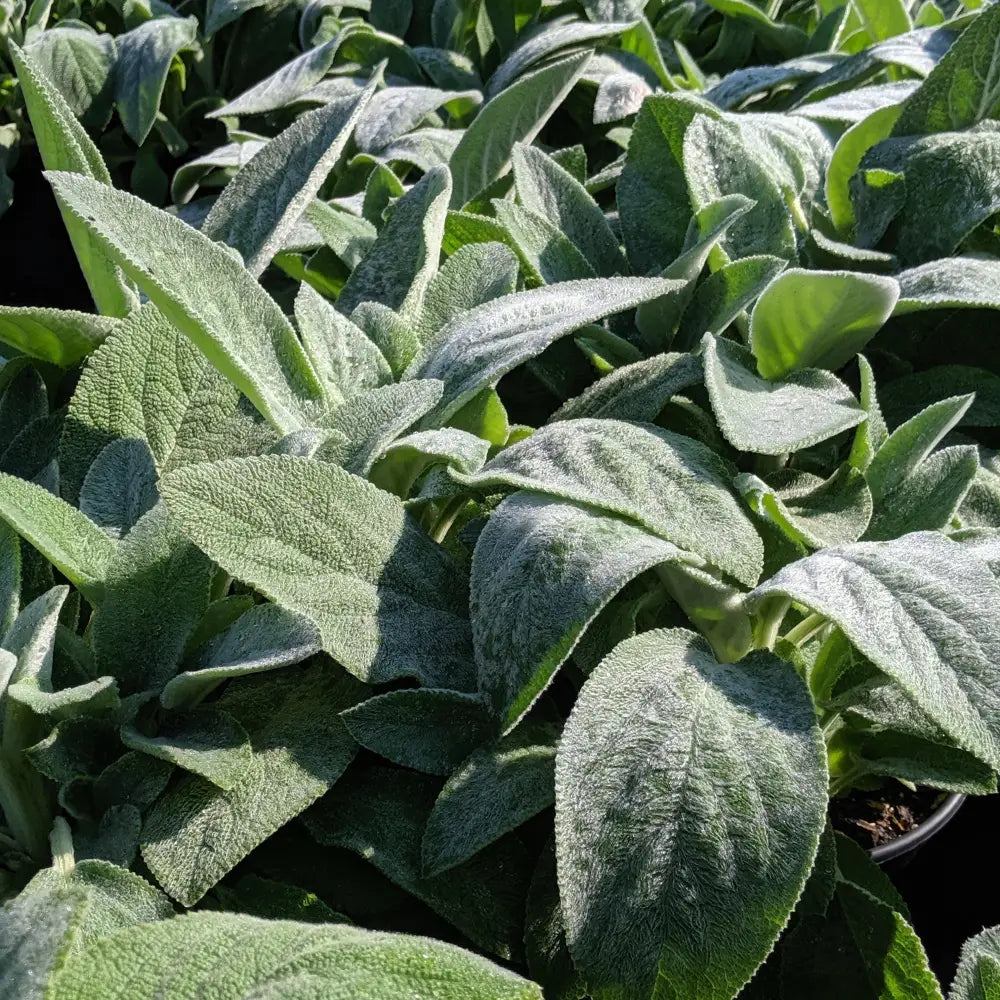 Giant Lamb’s Ear 1 GALLON Perennial