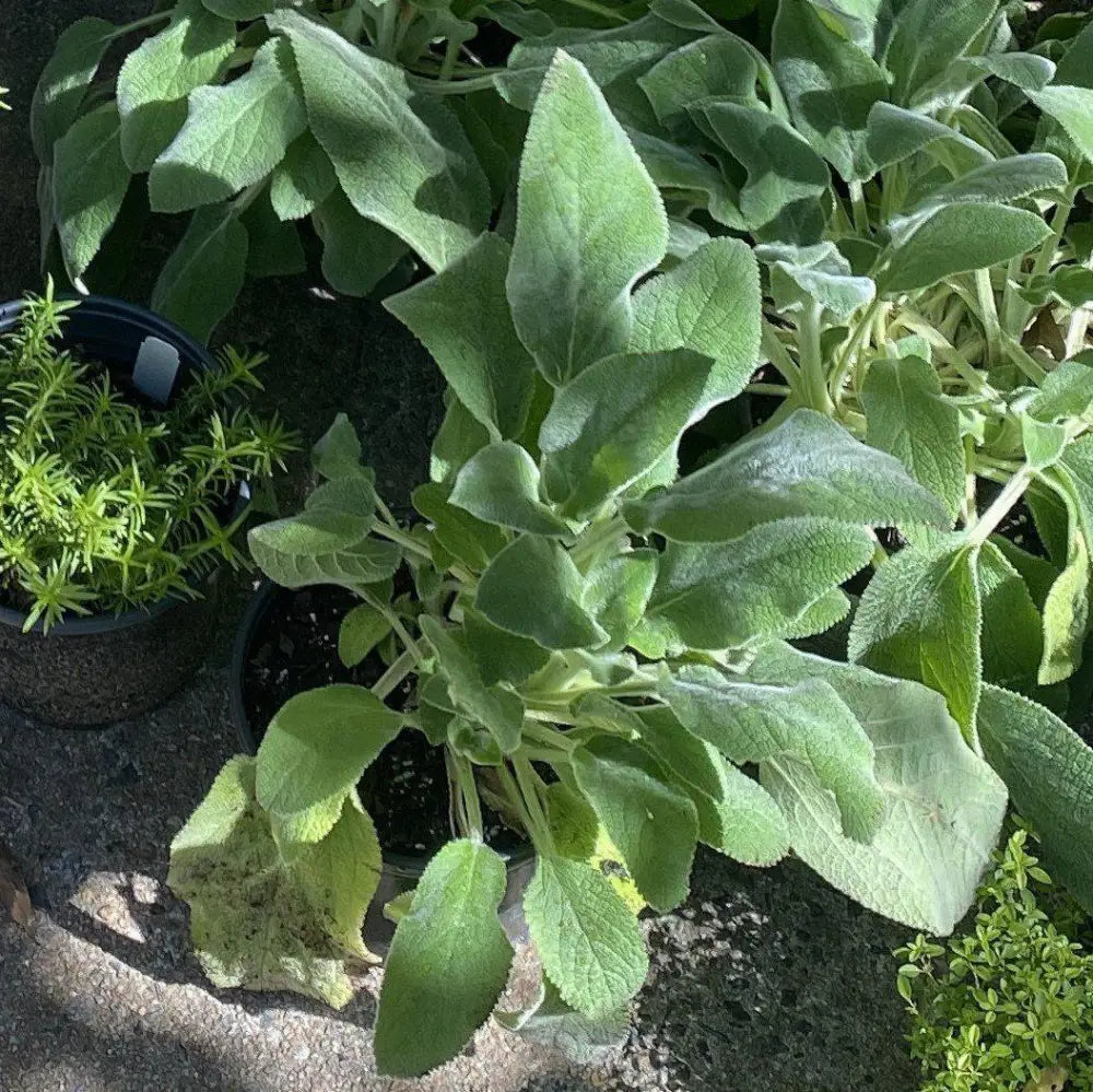 Giant Lamb’s Ear 1 GALLON Perennial