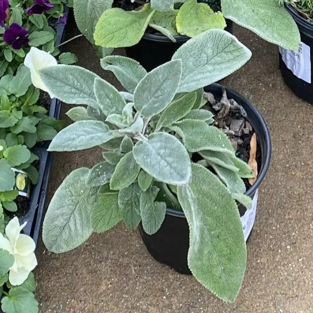 Giant Lamb’s Ear 1 GALLON Perennial