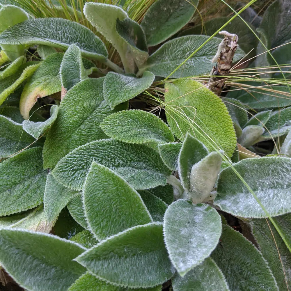 Giant Lamb’s Ear 1 GALLON Perennial