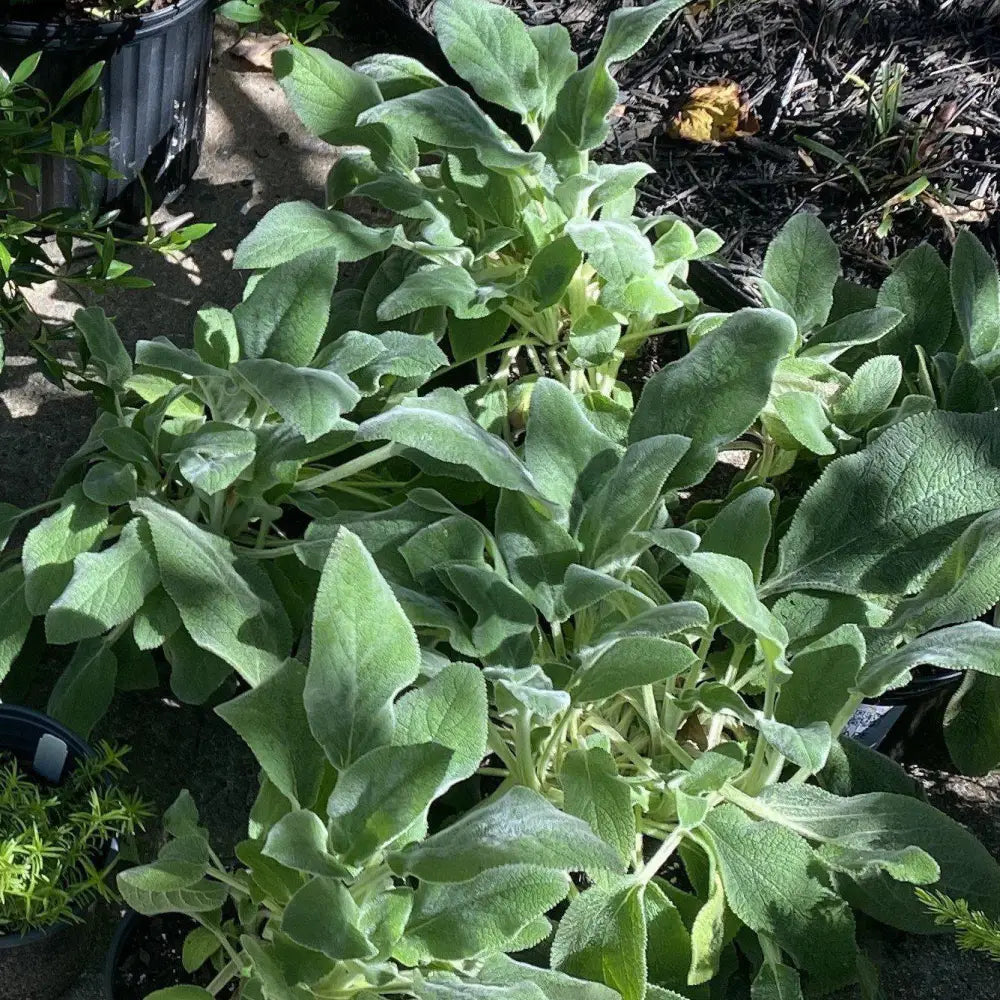 Giant Lamb’s Ear 1 GALLON Perennial