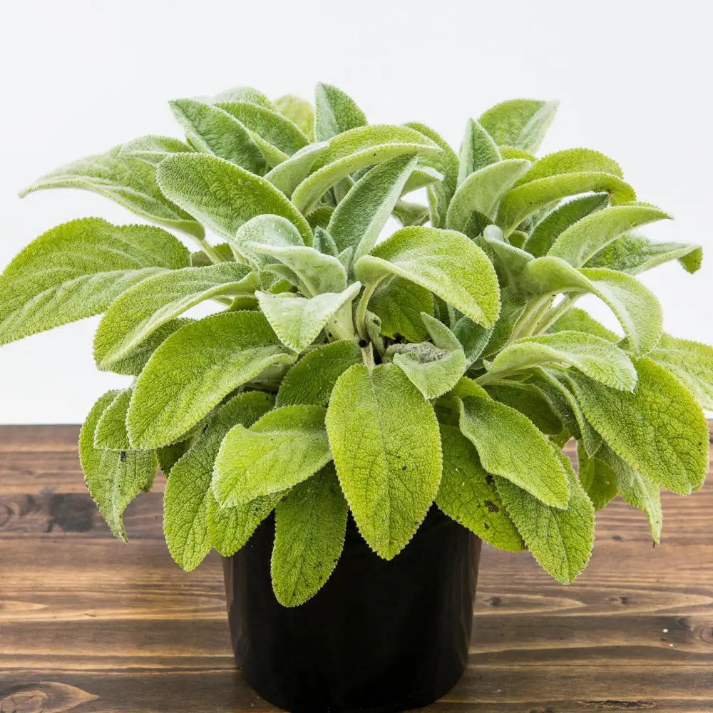 Giant Lamb’s Ear 1 GALLON Perennial