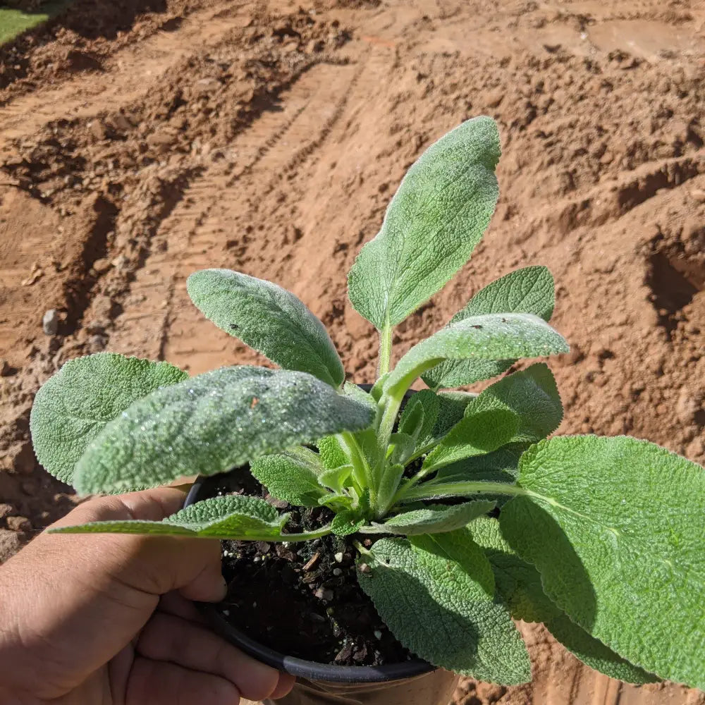 Giant Lamb’s Ear 1 GALLON Perennial