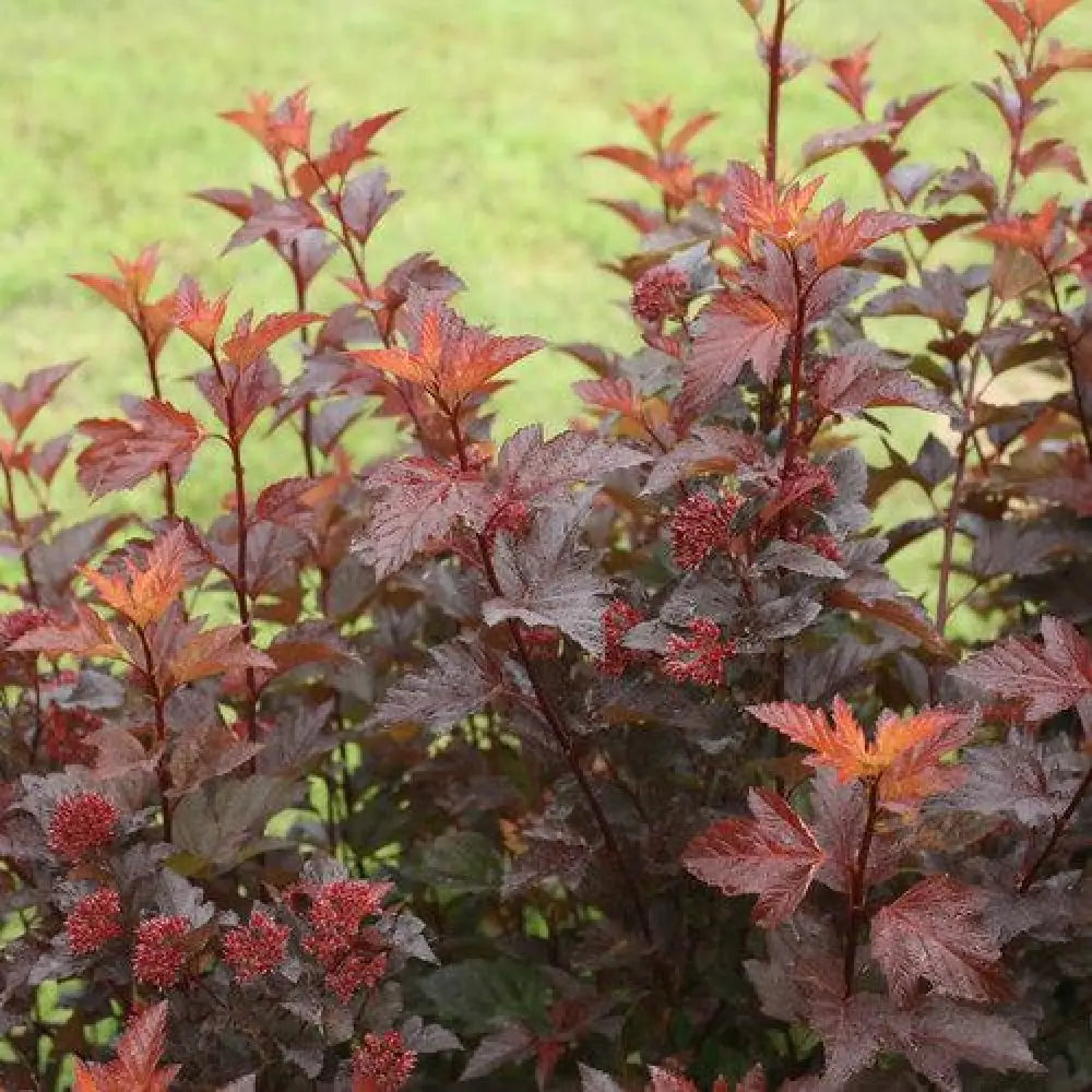 Ginger Wine™ Ninebark Shrub