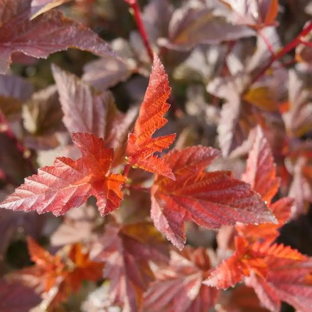 Ginger Wine™ Ninebark Shrub