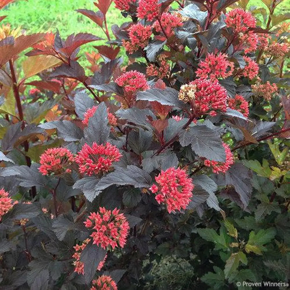 Ginger Wine™ Ninebark Shrub