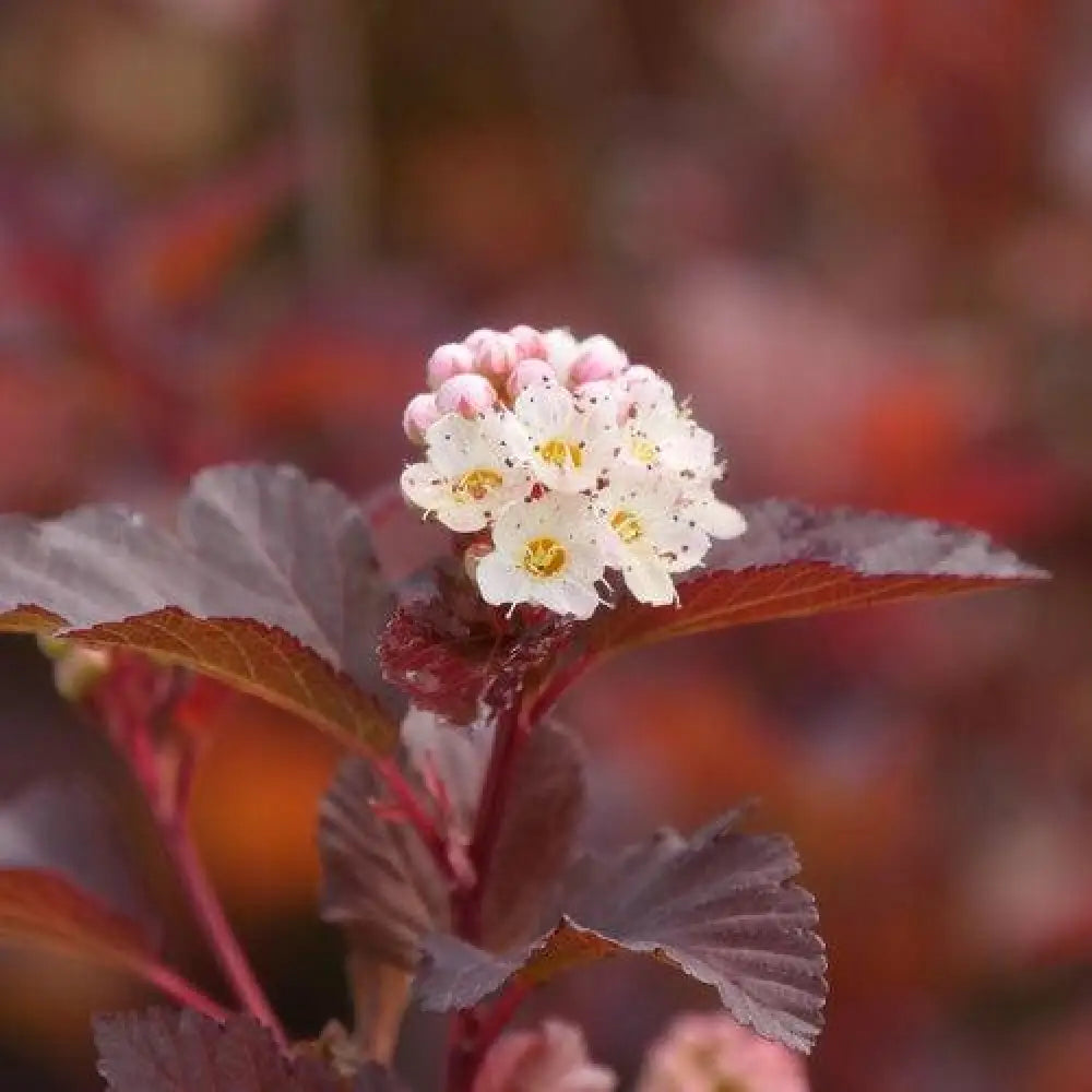 Ginger Wine™ Ninebark Shrub
