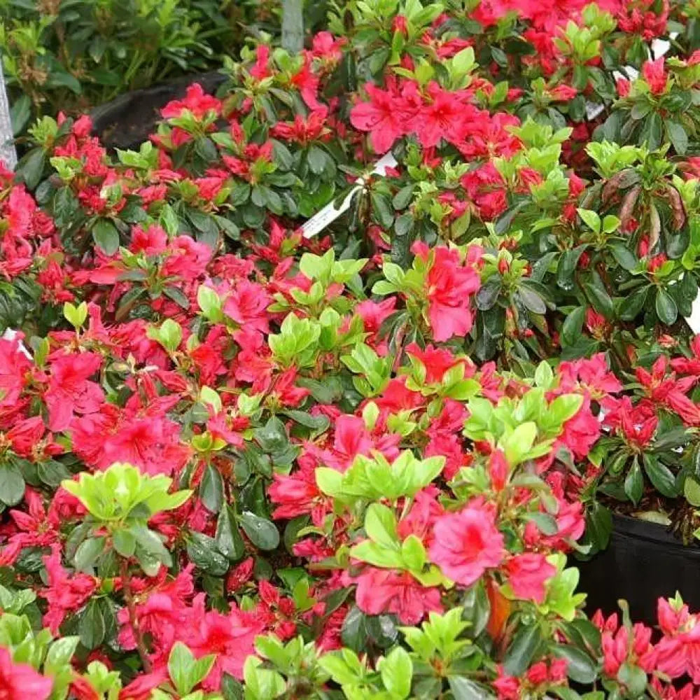 Girard’s Crimson Azalea 3 GALLON Shrub