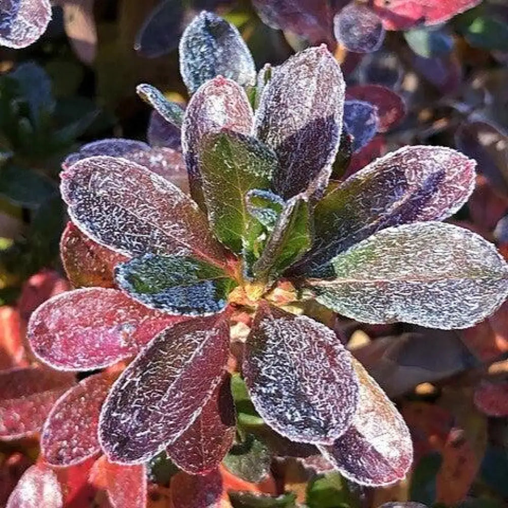 Girard’s Fuchsia Azalea Shrub